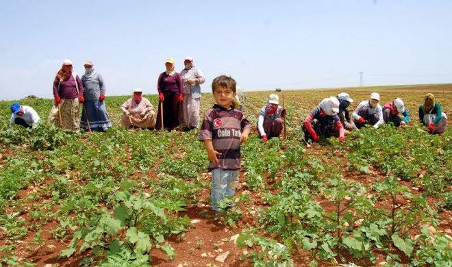 Urfalı Bir Mevsimlik Tarım İşçisinden Okur Mektubu: Mevsimlik Köleliğe ve Ölümlere Mahkum Olmayacağız!